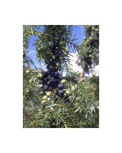 Herboplanet Msa Juniperus Commun 50Ml
